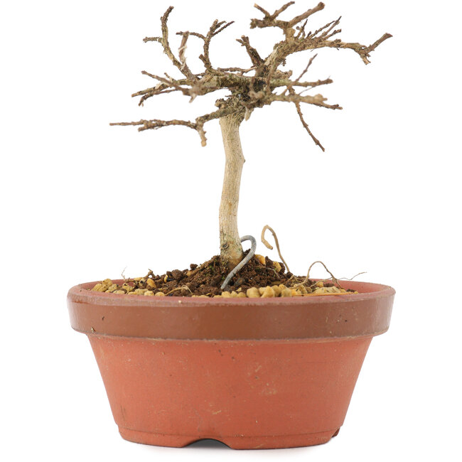 Lagerstroemia indica, 8 cm, ± 4 anni