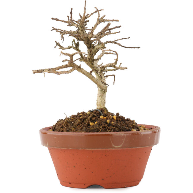 Lagerstroemia indica, 9,5 cm, ± 4 jaar oud