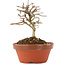 Lagerstroemia indica, 9,5 cm, ± 4 years old