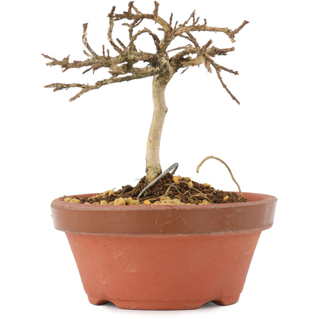 Lagerstroemia indica, 8 cm, ± 4 jaar oud