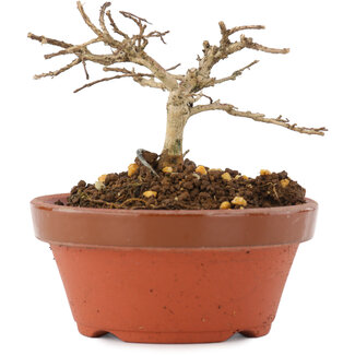 Lagerstroemia indica, 6 cm, ± 4 years old