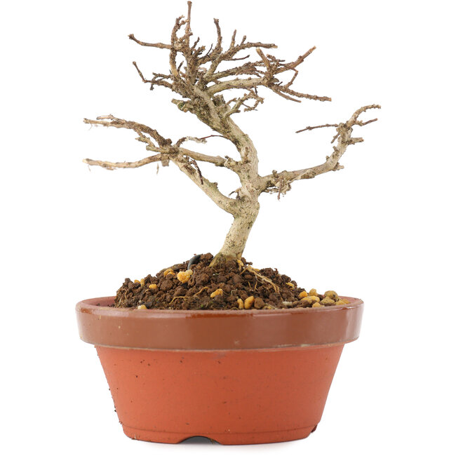 Lagerstroemia indica, 9,5 cm, ± 4 ans