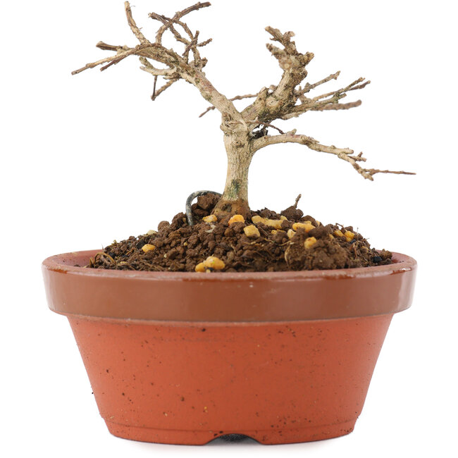 Lagerstroemia indica, 6 cm, ± 4 ans