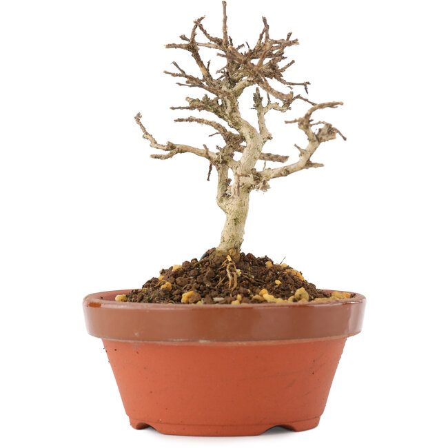 Lagerstroemia indica, 9,5 cm, ± 4 jaar oud