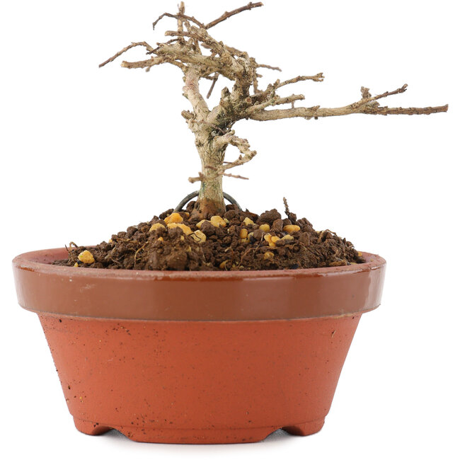 Lagerstroemia indica, 6 cm, ± 4 jaar oud