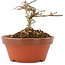 Lagerstroemia indica, 6 cm, ± 4 years old