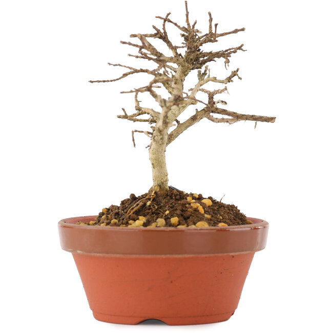 Lagerstroemia indica, 9,5 cm, ± 4 ans