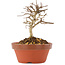 Lagerstroemia indica, 9,5 cm, ± 4 years old