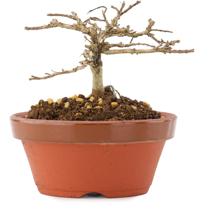 Lagerstroemia indica, 6 cm, ± 4 ans