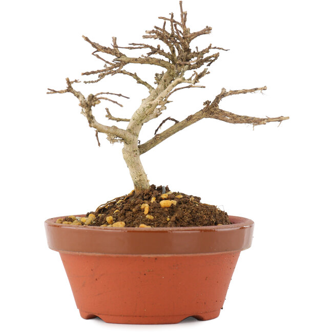 Lagerstroemia indica, 9,5 cm, ± 4 jaar oud