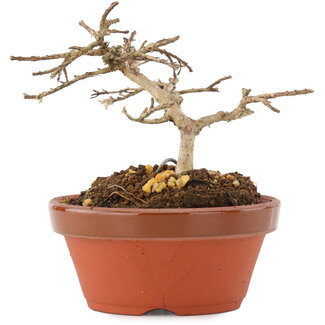 Lagerstroemia indica, 7,5 cm, ± 4 years old