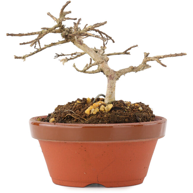 Lagerstroemia indica, 7,5 cm, ± 4 years old