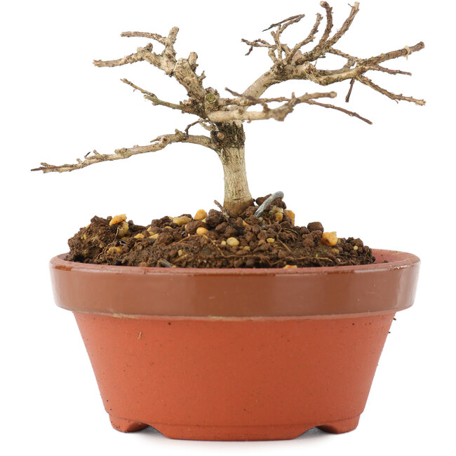 Lagerstroemia indica, 6 cm, ± 4 anni