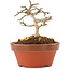 Lagerstroemia indica, 7,5 cm, ± 4 years old