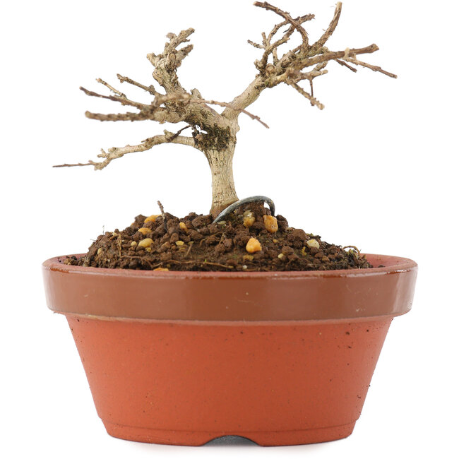 Lagerstroemia indica, 6 cm, ± 4 Jahre alt