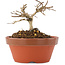 Lagerstroemia indica, 6 cm, ± 4 years old