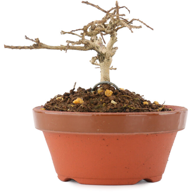 Lagerstroemia indica, 6 cm, ± 4 jaar oud