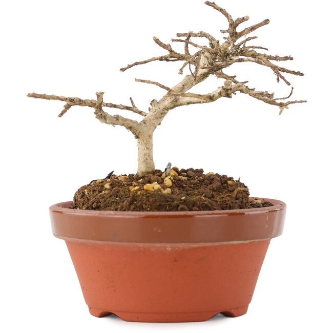 Lagerstroemia indica, 7,5 cm, ± 4 ans