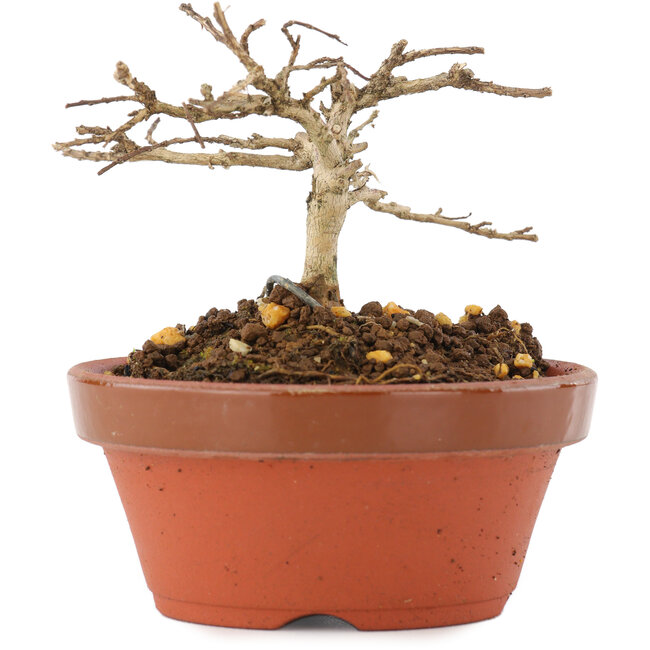 Lagerstroemia indica, 6 cm, ± 4 ans