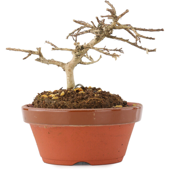 Lagerstroemia indica, 7,5 cm, ± 4 años