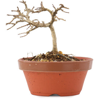 Lagerstroemia indica, 7,5 cm, ± 4 Jahre alt