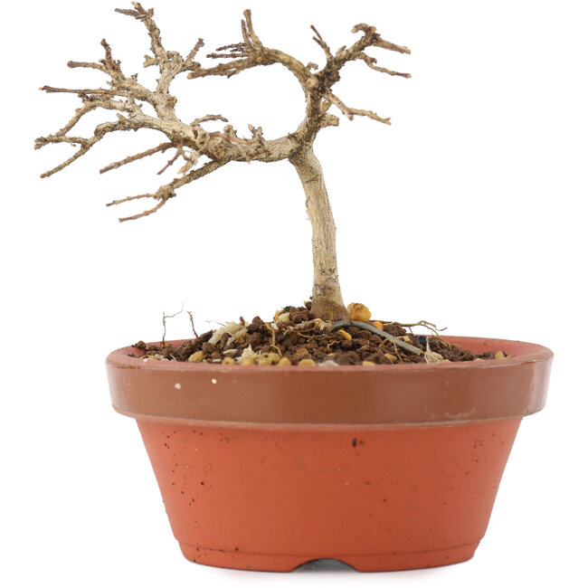 Lagerstroemia indica, 7,5 cm, ± 4 Jahre alt