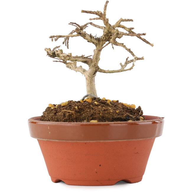 Lagerstroemia indica, 7,5 cm, ± 4 ans