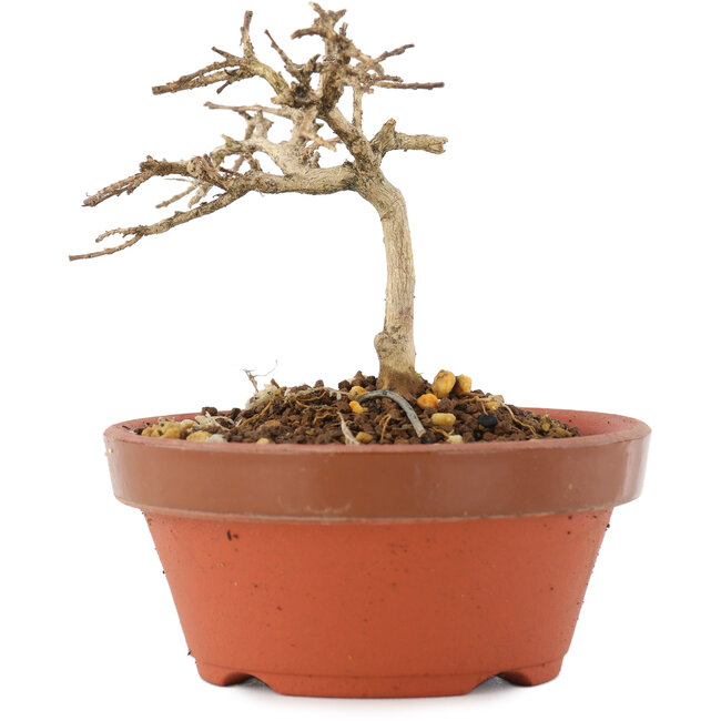 Lagerstroemia indica, 7,5 cm, ± 4 anni