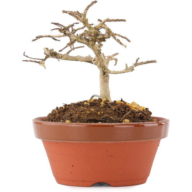 Lagerstroemia indica, 7,5 cm, ± 4 Jahre alt