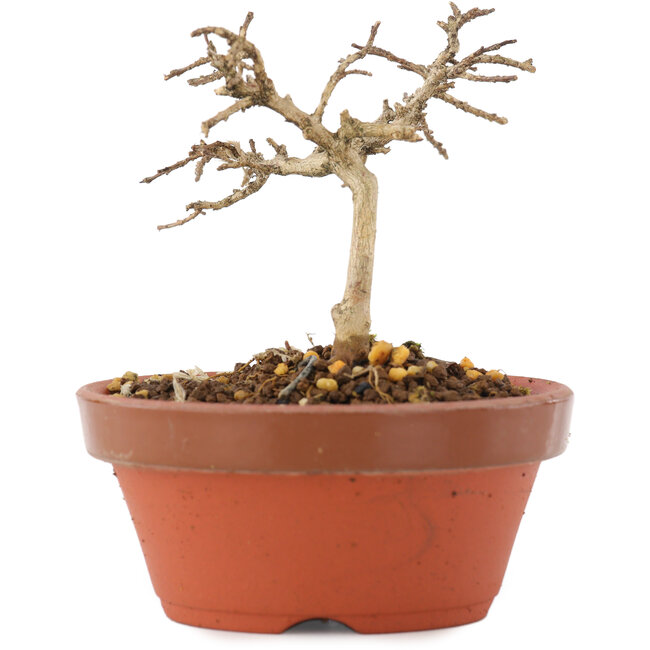 Lagerstroemia indica, 7,5 cm, ± 4 jaar oud