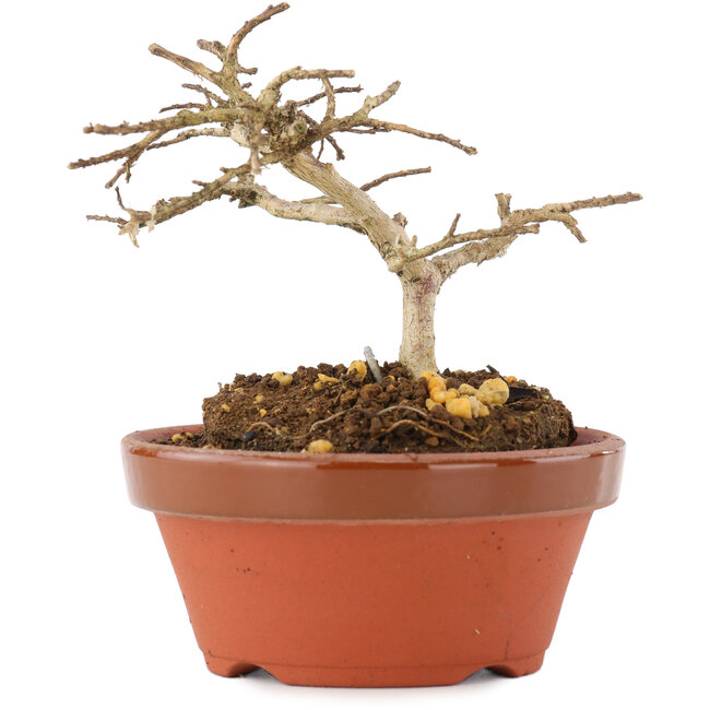Lagerstroemia indica, 7,5 cm, ± 4 Jahre alt