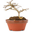 Lagerstroemia indica, 7,5 cm, ± 4 years old