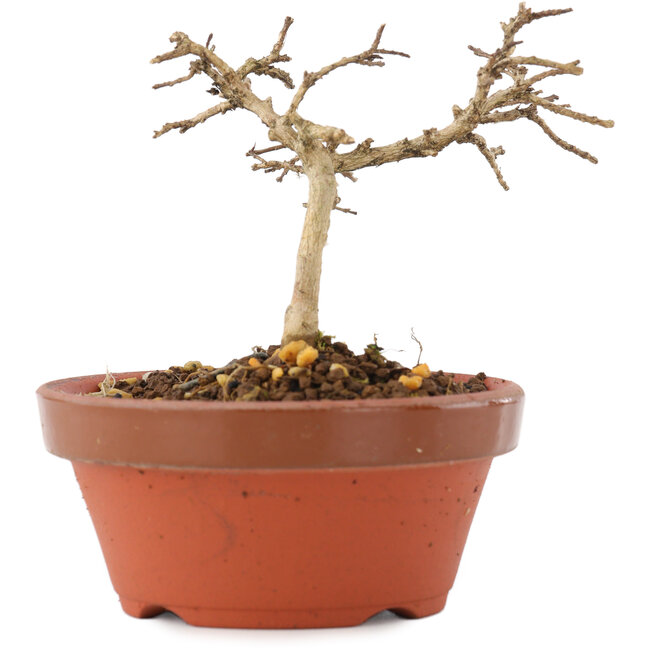Lagerstroemia indica, 7,5 cm, ± 4 ans