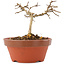 Lagerstroemia indica, 7,5 cm, ± 4 years old