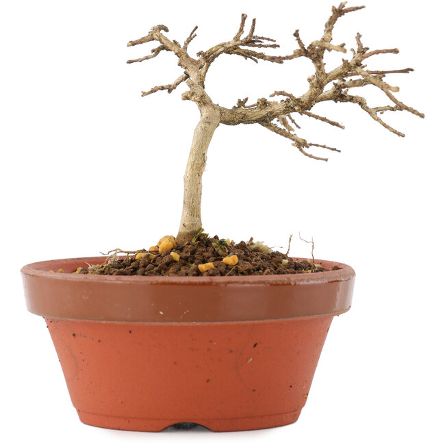 Lagerstroemia indica, 7,5 cm, ± 4 Jahre alt