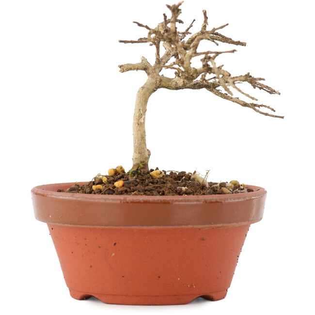 Lagerstroemia indica, 7,5 cm, ± 4 Jahre alt
