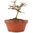 Lagerstroemia indica, 8 cm, ± 4 years old