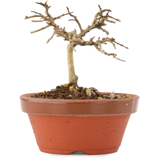 Lagerstroemia indica, 7,5 cm, ± 4 años