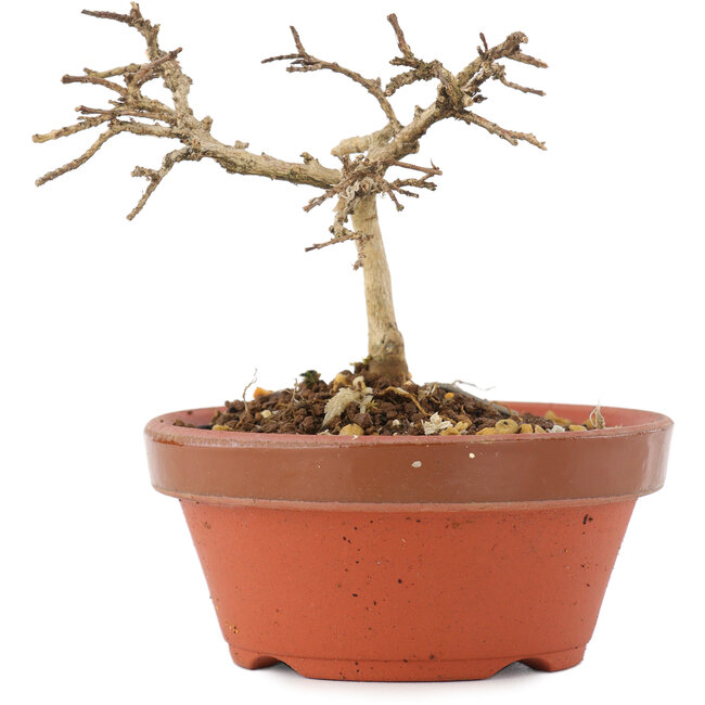 Lagerstroemia indica, 7,5 cm, ± 4 jaar oud