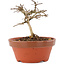 Lagerstroemia indica, 8 cm, ± 4 years old