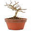 Lagerstroemia indica, 8 cm, ± 4 years old
