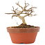 Lagerstroemia indica, 8 cm, ± 4 years old