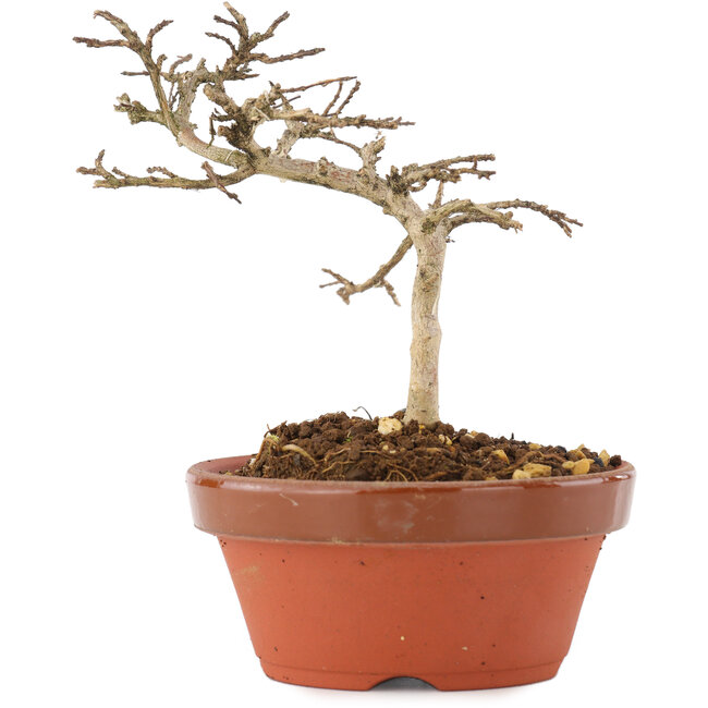 Lagerstroemia indica, 10 cm, ± 4 years old