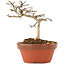 Lagerstroemia indica, 10 cm, ± 4 years old