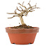 Lagerstroemia indica, 8 cm, ± 4 years old