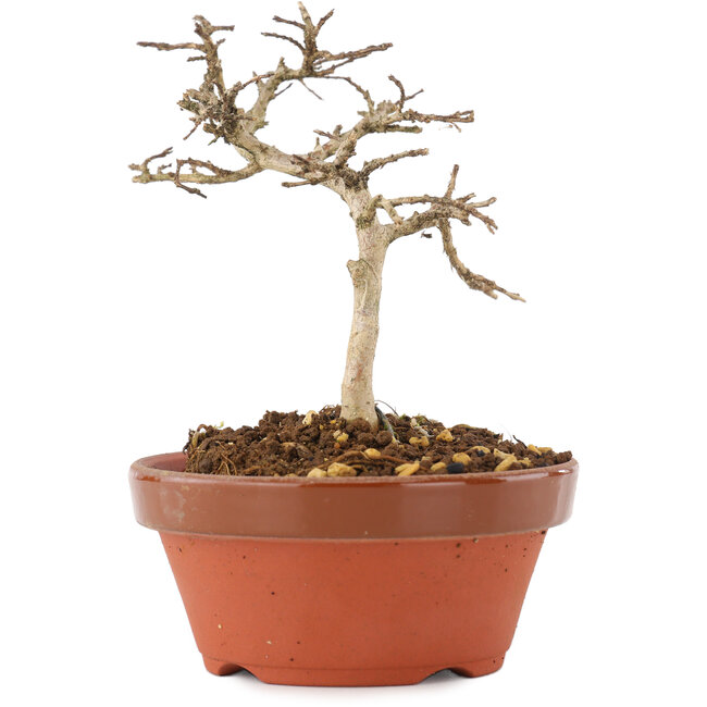 Lagerstroemia indica, 10 cm, ± 4 ans
