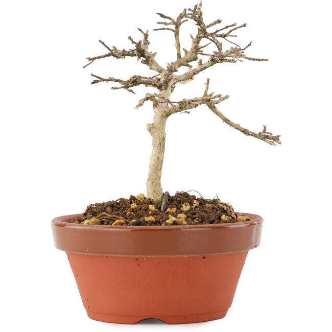 Lagerstroemia indica, 10 cm, ± 4 anni