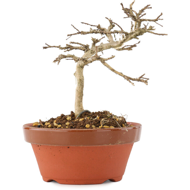 Lagerstroemia indica, 10 cm, ± 4 anni