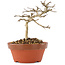 Lagerstroemia indica, 10 cm, ± 4 years old