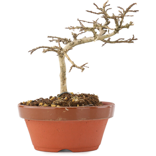 Lagerstroemia indica, 10 cm, ± 4 Jahre alt